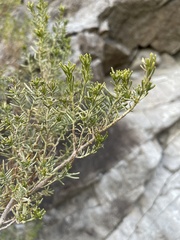 Peucephyllum schottii