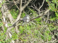 Eopsaltria georgiana