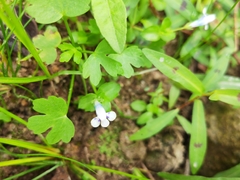 Lindernia rotundifolia