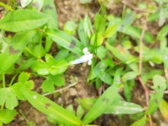 Lindernia rotundifolia