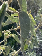 Horsfordia newberryi