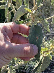 Horsfordia newberryi