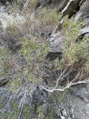 Peucephyllum schottii