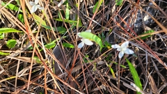 Viola lanceolata