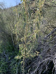Horsfordia newberryi