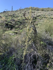 Horsfordia newberryi
