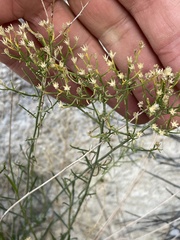 Gutierrezia microcephala