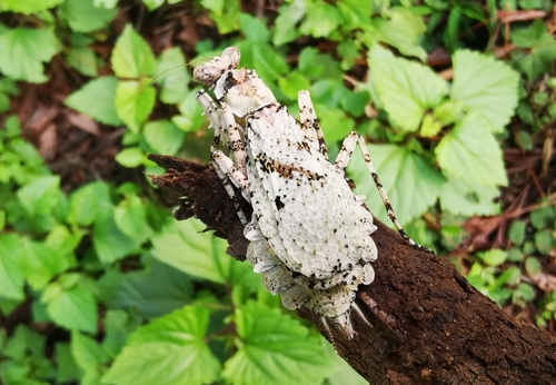 Paratheopompa siamensis photographed in Thailand