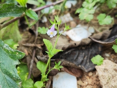 Mazus pumilus