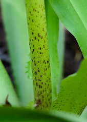 Eucomis comosa
