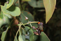 Chauliognathus tricolor