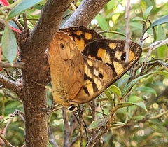 Heteronympha penelope