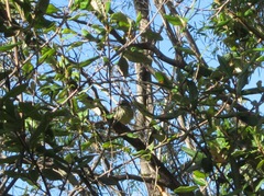 Sericornis maculatus