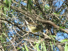 Sericornis maculatus