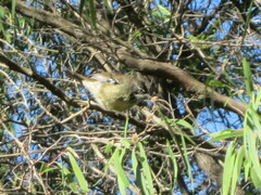 Sericornis maculatus