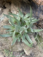 Dudleya saxosa