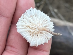 Marasmiellus candidus