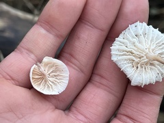 Marasmiellus candidus