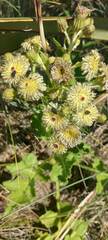 Sonchus grandifolius