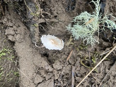 Marasmiellus candidus