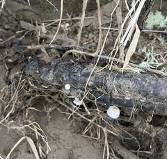 Marasmiellus candidus