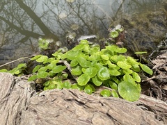Hydrocotyle umbellata