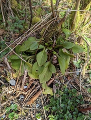 Claytonia sibirica