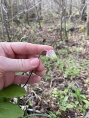 Clematis pitcheri