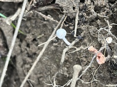 Marasmiellus candidus