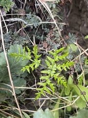 Pentagramma triangularis