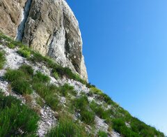 Artemisia salsoloides