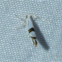 Argyresthia oreasella