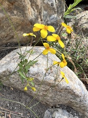 Coreocarpus parthenioides