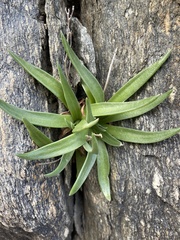 Dudleya saxosa