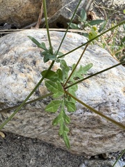 Coreocarpus parthenioides