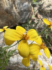 Coreocarpus parthenioides