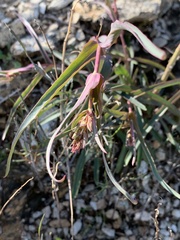 Penstemon subulatus