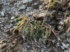Penstemon subulatus