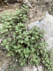 Phacelia rotundifolia