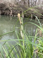 Carex emoryi