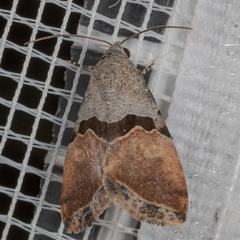 Cobubatha lixiva