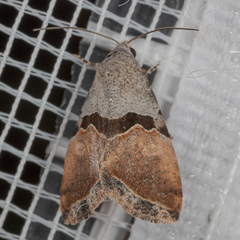 Cobubatha lixiva