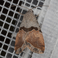 Cobubatha lixiva