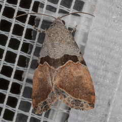 Cobubatha lixiva