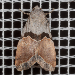 Cobubatha lixiva