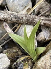 Epipactis gigantea