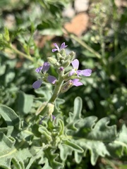 Matthiola parviflora