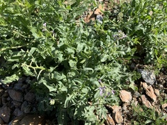 Matthiola parviflora