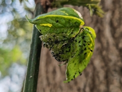 Aphis gossypii