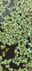 Lemna aequinoctialis